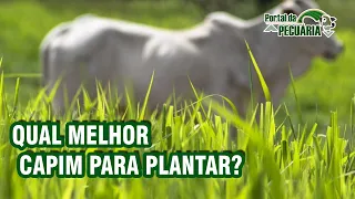 Qual melhor capim para plantar na fazenda ?