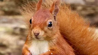 Red Squirrels, Grasmere, Cumbria.