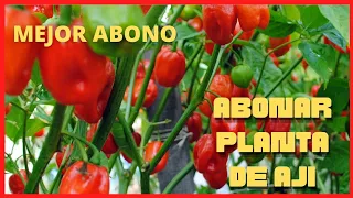 Como Abonar Planta de Aji  - gustoso - chile - AGREGA ESTE ABONO A TU PLANTAS