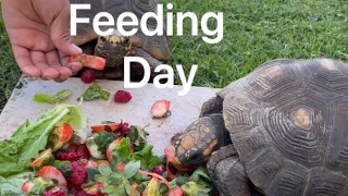Feeding day for the adult tortoises