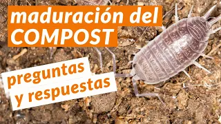 🍃 COMPOST BÁSICO: maduración del compost | Directo de preguntas y respuestas || CURSO DE COMPOSTAJE