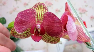 Орхидеи  КАК правильно поливать  Как определить что орхидею нужно полить