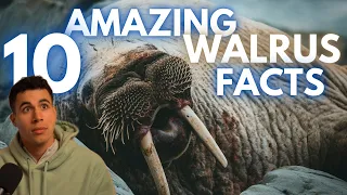 10 Amazing Walrus Facts You Need To Know