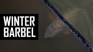 How to catch BARBEL in cold water? 🥶❄