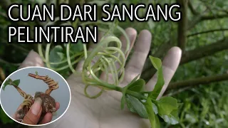 Hasilkan Cuan Dari Bonsai Sancang Pelintiran | Premna Microphylla Bonsai