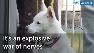 It's an explosive war of nerves [Dogs are incredible : EP.128-1] | KBS WORLD TV 220628