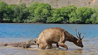 The deer's struggle was in vain | komodo dragons