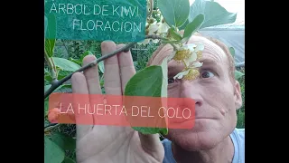 ARBOL DE KIWI FLORACION, la HUERTA DEL COLO.....