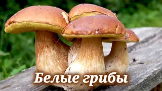 Где и когда собирать белые грибы, а также рецепт вкуснейшего блюда с белыми грибами