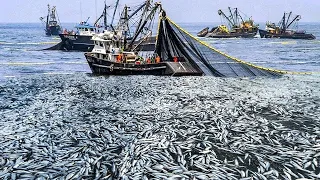 Amazing The Most Advance Fishing Vessel - Big Nets, Modern Fish Processing & Fishing Net on the Sea