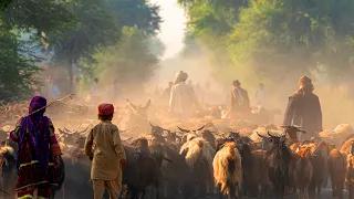 The Kyrgyz of Afghanistan (Shepherding Tribes - Full Documentary) | TRACKS