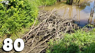 Manual Beaver Dam Removal No.80 - I Work With My Dad