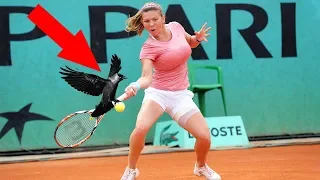 10 EPIC MOMENTS WITH ANIMALS IN SPORTS