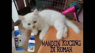 Cara Memandikan Anak Kucing Sekaligus Membasmi Kutu dan Jamur | #CAT1