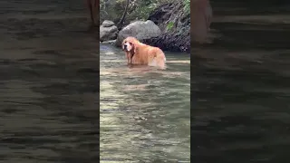 Our golden retriever goes diving for underwater rocks. Can he get? #goldenretriever #doglife