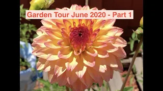 Backyard Garden Tour June 2020 - Part 1