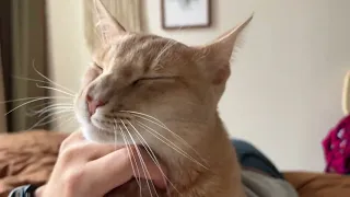 Precious boi wants to rub Hooman's beard