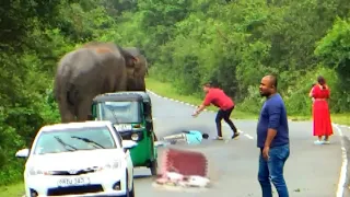 An elephant attack on a three-wheeler traveling on the road