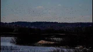 "Кологривский лес" - царство южной тайги