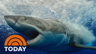 Scientists Track 1,000-Pound Great White Shark On The East Coast