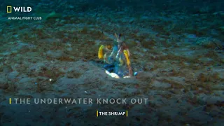 The Underwater Knock-out | Animal Fight Club | Nat Geo Wild