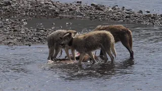 Lamar Canyon Pack Wolves on a kill