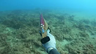 דייג בצלילה חופשית דגי תוכים של 2 ו3 קילו/ spearfishing