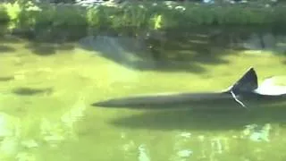 Great White Shark in Massachusetts salt pond   2342202 Views