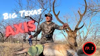 AXIS in TEXAS/ BIG FREERANGE AXIS with a BOW