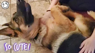 ADORABLE GERMAN SHEPHERD LOVES BELLY RUBS GSD 2021