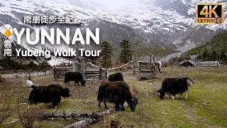 Yubeng Village, Yunnan🇨🇳 One of The Most Beautiful Hiking Routes in China (4K UHD)