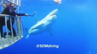 Diver pushes away Great White