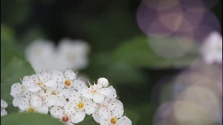 Nature Therapy: Relaxing Full Motion Forestry with Natural Sounds