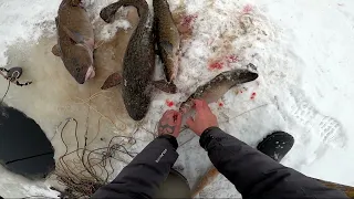 (5)Зимняя рыбалка. Ёрш для налима и проверка перемёта на Енисее.