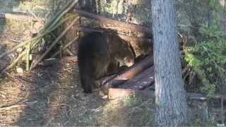 Bear Hunting in Northern Alberta