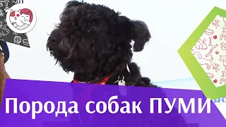 Пуми на ilikepet. Особенности породы, уход