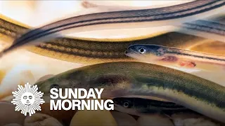 The shocking truth about eels