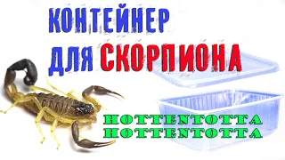 Скорпион " Хоттентотта Хоттентотта " ПОДАРОК СКОРПИОНУ