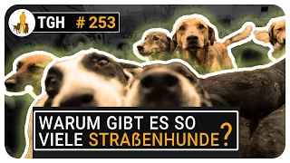 Warum gibt es so viele Straßenhunde? - TGH 253