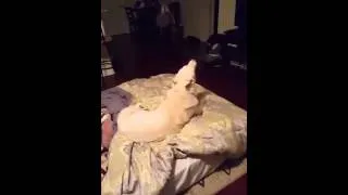 Our Husky howling with our baby!  HILARIOUS!