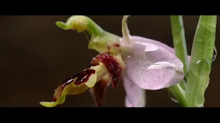 Orchideák: a Gönyűi-homokvidék ékszerei