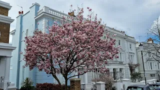 Unveiling London's Stunning 2024 Spring Blossom 🌷🌸🌷