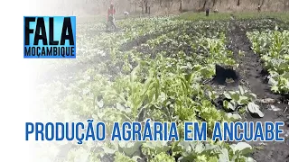 Vítimas de terrorismo investem na produção agrária em Ancuabe, Cabo Delgado @PortalFM24