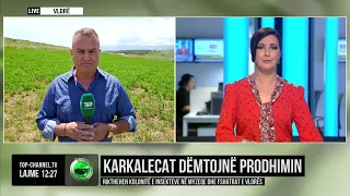 Top Channel/ Karkalecat dëmtojnë prodhimin! Rikthehen kolonitë e insekteve në Myzeqe dhe Vlorë