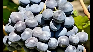 Виноград Руслан  селекции В. Загорулько (Ruslan Grapes)