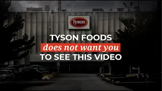 Tyson Foods does not want you to see this video ❘ The Humane League