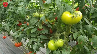 Why do tomato fruits not ripen?