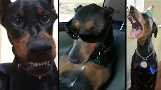 Wholesome Dobermans EP. 17 I Funny and cute Doberman Compilation