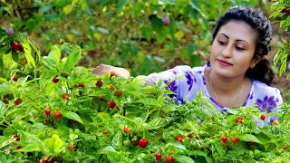 Simple lunch made using colourful chillies and harvest of my garden|Spicy..කොච්චි |