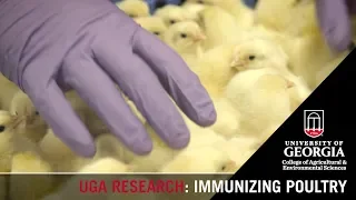 Immunizing Poultry | Brian Jordan